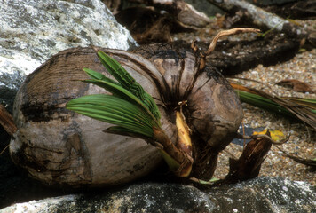 Coconut Tree Sprouting on a Tropical Island in the South Pacific