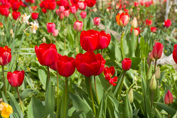 Fototapeta premium A blooming garden with beautiful red tulips. 
