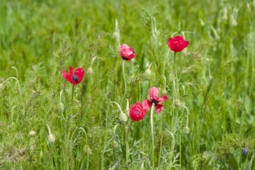Red wild poppies on a background of green grass. 