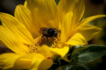 czarna pszczoła na słoneczniku 