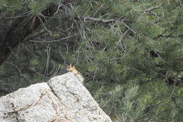 A golden-mantled ground squirrel perched on a granite boulder, in the Eastern Sierra Nevada Mountains, Mono County, California.