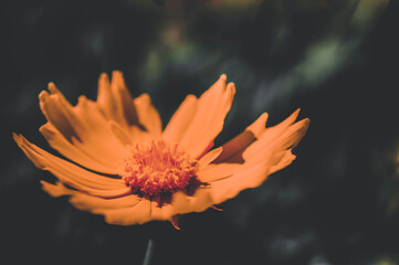 Yellow flower. Bright background. Good emphasis on summer. Stylized colors to give an entourage.