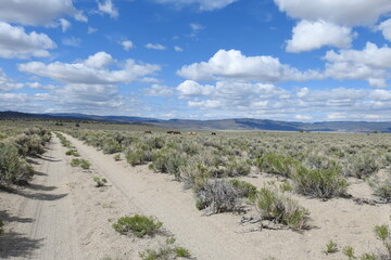 A scenic dirt road that travels through wild horse territory, in the Eastern Sierra Nevada Mountains, Mono County, California.