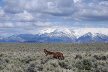 Wild horses roaming the sagebrush meadows of the Sierra Nevada Mountains, Mono County, California.	