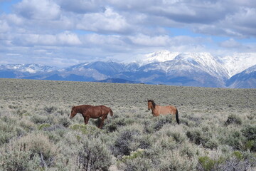 Wild horses roaming the sagebrush meadows of the Sierra Nevada Mountains, Mono County, California.