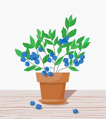 A blueberry bush in a garden pot stands on a wooden surface. Harvest concept. Growing berry plants in the garden. Vector illustration in a flat style.