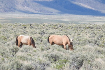 Wild horses roaming the sagebrush meadows of the Sierra Nevada Mountains, Mono County, California.	