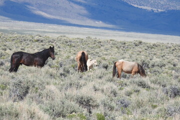 Wild horses roaming the sagebrush meadows of the Sierra Nevada Mountains, Mono County, California.	