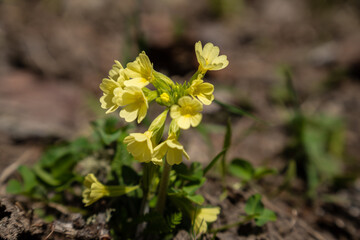 Die Wiesen Priemel blüt nur im Frühling zwischen März und Mai und kommt auch nur in den Alpen, den Pyrenäen und den Apennin vor.