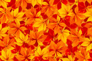 Naklejka na ściany i meble Fall colorful autumn leaves background.