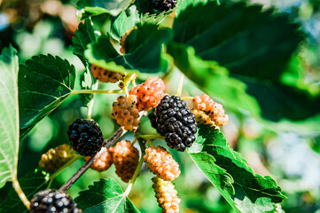 Mulberry berries on the branches. The berries of the mulberry tree. The berries look like scary...