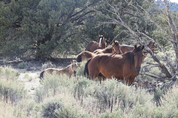 Wild horses roaming the sagebrush meadows of the Sierra Nevada Mountains, Mono County, California.	