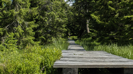 Wooden path in park