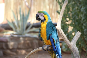 South Africa