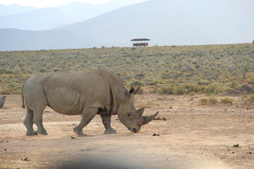 Fototapeta premium South Africa