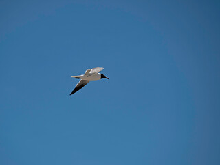 Laughing Gull flying with blue sky in background.