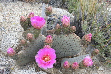 Beavertail cactus blooming in the Sierra Nevada foothills, Lone Pine, California.