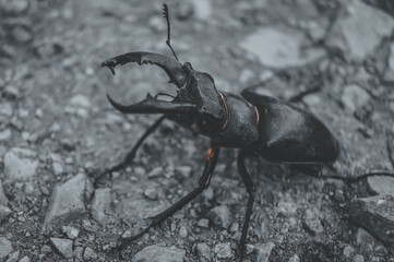 The stag beetle. A beetle in the red book. A very rare beetle. Stylized colors to give an entourage.