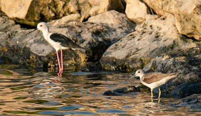 Common greenshank and black winged stilt are near the water fountain in Qatar. Selective focus