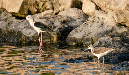 Common greenshank and black winged stilt are near the water fountain in Qatar. Selective focus