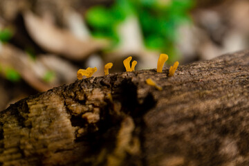 Small orange mushroom on dry tree trunk. Beautiful little fungus. Nature details.