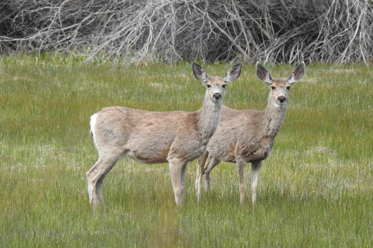 A pair of mule deer does standing in a meadow, along the June Lake Loop in the Sierra Nevada Mountains, California.