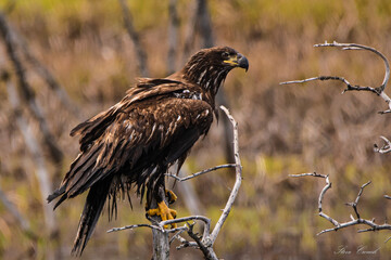 juvenile bald eagle
