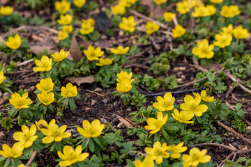 Field of yellow winter aconite flowers (Eranthis hyemalis) in spring in Germany, close up and top view
