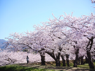 五稜郭公園の桜