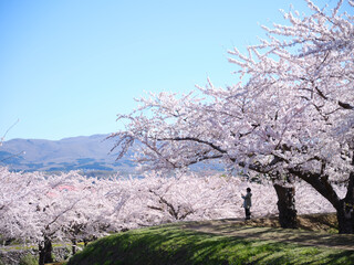 Naklejka premium 五稜郭公園の桜