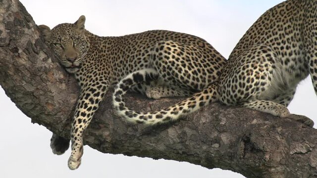 Two leopards lounging together high in a tree.