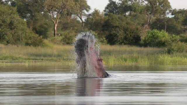 A hippo thrashes in the water during a display of dominance under the late afternoon sun in the African wilderness.