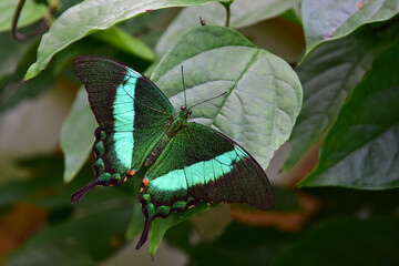 Banded Peacock butterfly, Papilio palinurus