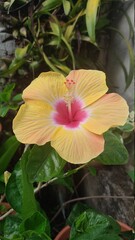 flower in the garden