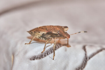 Asian stink bug, alien dangerous insect