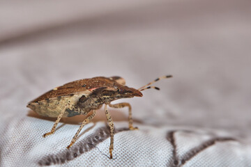 Asian stink bug, alien dangerous insect