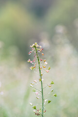 close-up of pink flower in the meadow under the rain