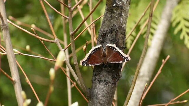 Mourning cloak butterfly on a tree branch
