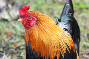 Orange black wild rooster - New Zealand