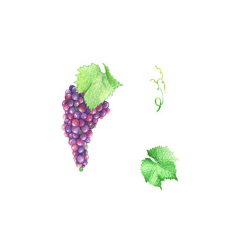 Watercolor clipart grapes and leaves.Hand draw illustration