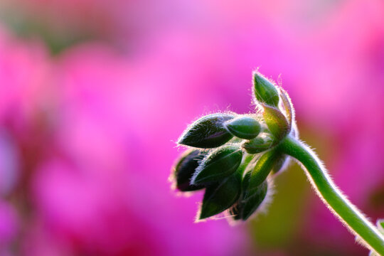 ゼラニウム Images Browse 3 418 Stock Photos Vectors And Video Adobe Stock