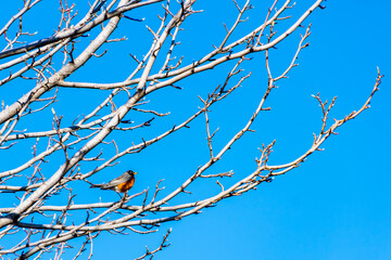 View of an American robin  (Turdus migratorius) perched on a tree