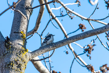 View of a hairy woodpecker (Leuconotopicus villosus) perched on a tree