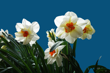 daffodils in the wind