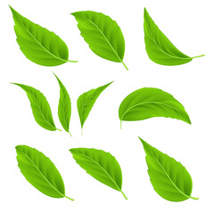 Vector realistic green leaves set Detailed 3d summer tree leaves for bio and healthy products