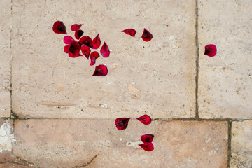 red flower petals on a light background, horizontal.