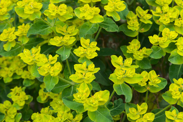 Euphorbia flower grove (Euphorbia sp.) Euphorbiaceae