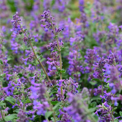 Fototapeta premium Blue flower stalk of Siphilitic Lobelie (Lobelia siphilitica)