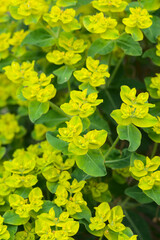 Obraz premium Euphorbia flower grove (Euphorbia sp.) Euphorbiaceae