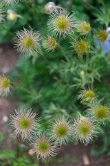 fruits of the Anatone pulsatilla (Anemone pulsatilla) or cockroaches